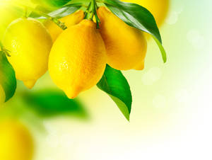 Yellow Hd Lemon Fruit Wallpaper