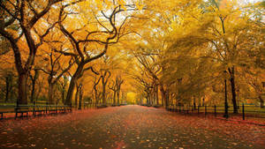 Yellow Hd Trees At Central Park Wallpaper