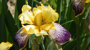 Yellow Iris Flower Wallpaper