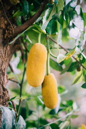 Yellow Jackfruit On Tree Wallpaper