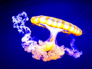 Yellow Jellyfish In Blue Underwater Wallpaper