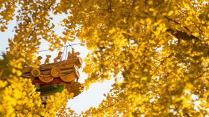 Yellow Leaves Inside Forbidden City Wallpaper