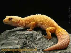 Yellow Leopard Gecko On Stone Wallpaper