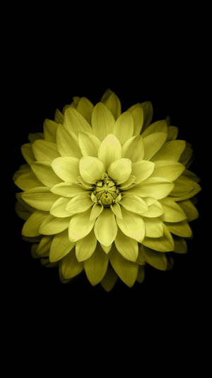 Yellow Minimalist Flower Mobile Wallpaper