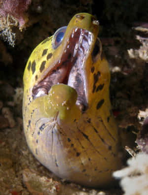 Yellow Moray Eel Open Mouth Wallpaper
