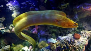 Yellow Moray Eel Swimming Aquarium Wallpaper