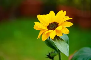 Yellow-petaled Flower Focus Wallpaper