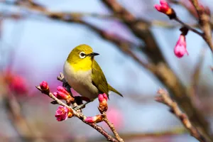 Yellow Plump Bird Wallpaper