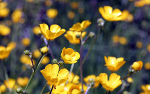 Yellow Poppy Flowers Wallpaper