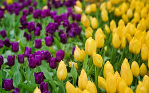 Yellow Purple Tulip Beautiful Flower Field Wallpaper