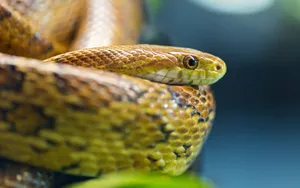 Yellow Rat Snake Wallpaper