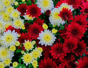 Yellow, Red And White Flowers Wallpaper