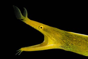 Yellow Ribbon Eel Fish Macro Shot Wallpaper