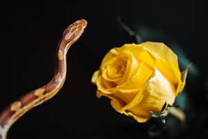 Yellow Rose And A Wild Animal Wallpaper