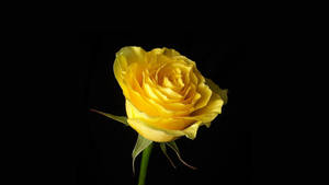 Yellow Rose Beautiful Flower Wallpaper