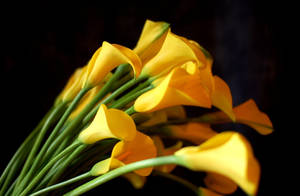 Yellow Sharp Calla Lilies Wallpaper