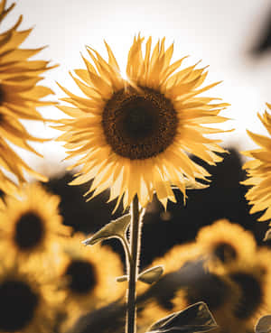 Yellow Sunflowers Ipad Wallpaper