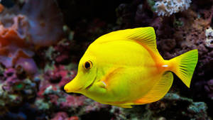 Yellow Tang Beautiful Fish Wallpaper