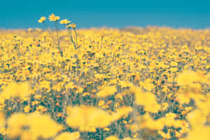 Yellow Wildflowers Flower Field Wallpaper