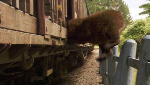 Yogi Bear Train Scene Wallpaper