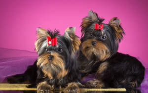 Yorkie Puppies Pink Background Wallpaper