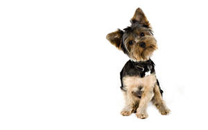 Yorkie Puppy Head Tilting Wallpaper