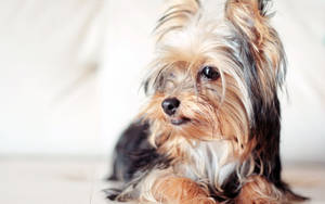 Yorkie Puppy Looking Left Wallpaper