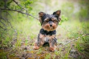 Yorkie Puppy Tree Park Wallpaper