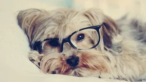 Yorkie Puppy Wearing Eyeglasses Wallpaper