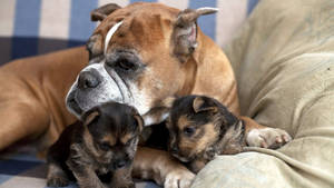 Yorkie Puppy With Bulldog Wallpaper