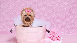 Yorkshire Terrier On Pink Tub Wallpaper