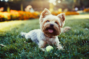 Yorkshire Terrier Playing Ball Wallpaper