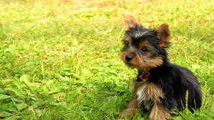 Yorkshire Terrier Puppy Outdoors Wallpaper