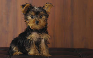 Yorkshire Terrier Puppy Photography Wallpaper