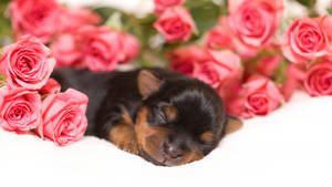 Yorkshire Terrier Sleeping In Roses Wallpaper