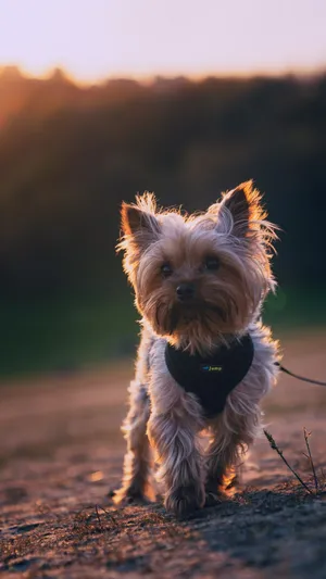 Yorkshire Terrier Wallpaper Desktop Wallpaper Background, Yorkie Christmas  Picture, Yorkie, Animal Background Image And Wallpaper for Free Download