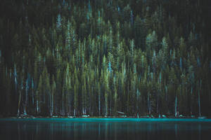 Yosemite Lake And Trees Wallpaper