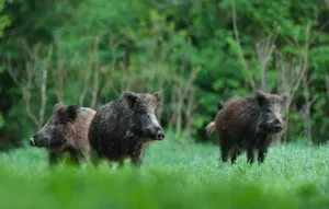 You Won't Want To Miss This Hog Wallpaper