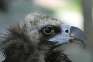 Young Eagle Wallpaper