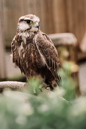 Young Falcon Resting Wallpaper