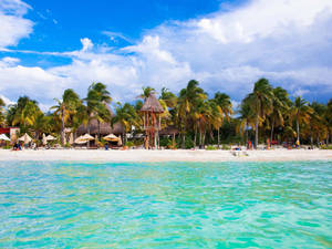 Yucatan Coconut Trees Resort Wallpaper