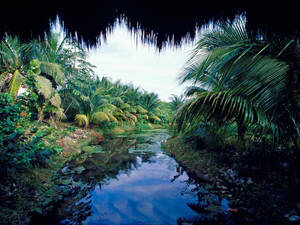 Yucatan Lake Palm Trees Wallpaper