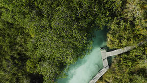 Yucatan Overhead Wooden Path Wallpaper