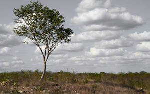 Yucatan Tree Dry Surroundings Wallpaper