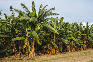 Zambia Banana Farm Wallpaper