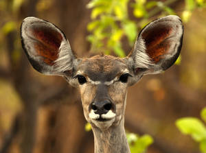 Zambia Brown Deer Wallpaper