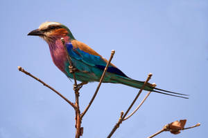 Zambia Lilac-breasted Roller Wallpaper
