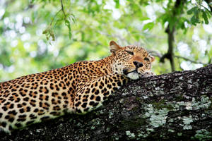 Zambia Wild Leopard Wallpaper