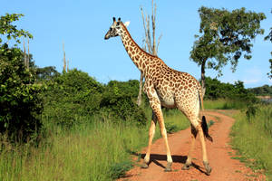 Zambia Wilds Giraffe Wallpaper
