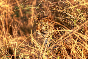 Zambia Young Leopard Wallpaper